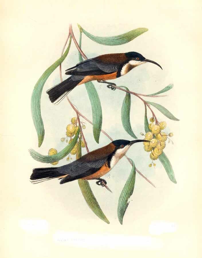 Eastern Spinebill