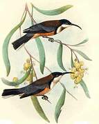 Eastern Spinebill