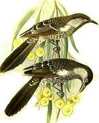 Little Wattlebird