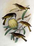 Brown Honeyeater