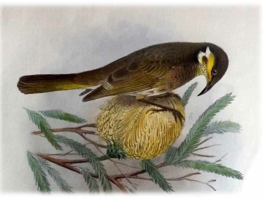 Mangrove Honeyeater