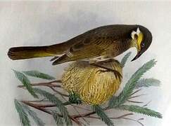 Mangrove Honeyeater