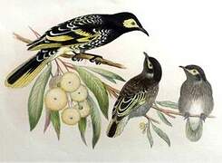 Regent Honeyeater