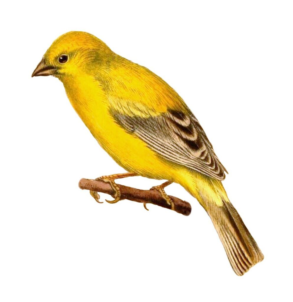 Arabian Golden Sparrow