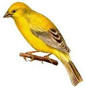 Arabian Golden Sparrow