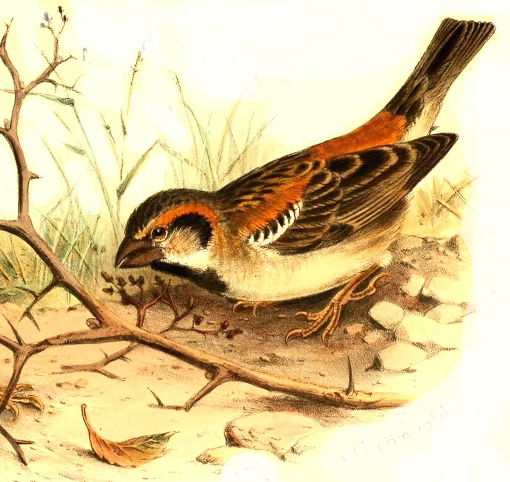 Shelley's Sparrow