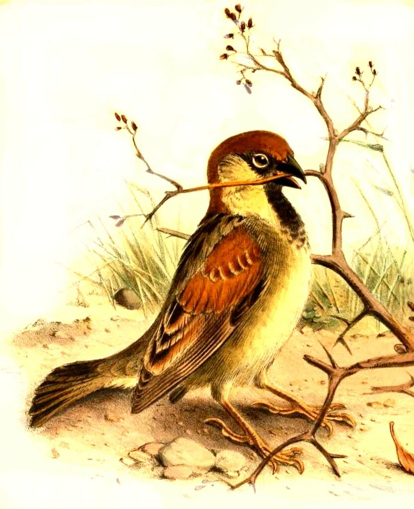 Somali Sparrow