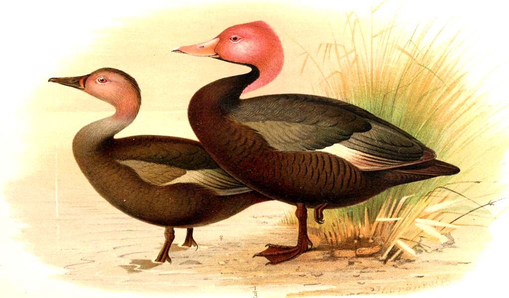 Pink-headed Duck