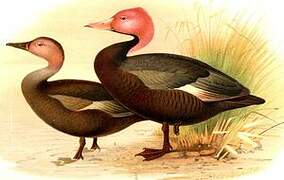 Pink-headed Duck