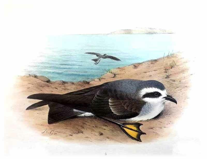 White-faced Storm Petrel