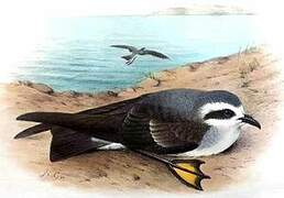 White-faced Storm Petrel