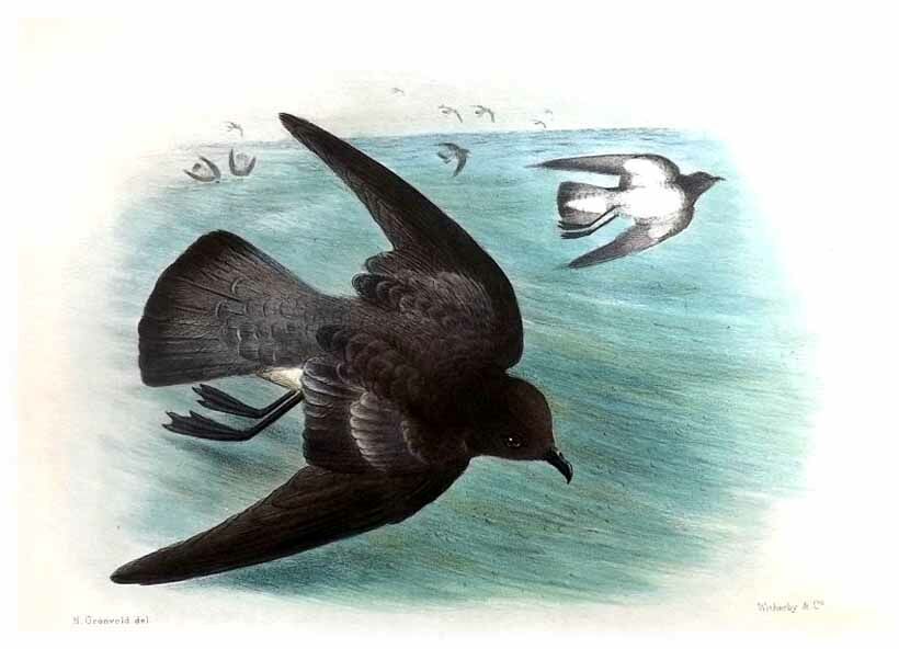 Grey-backed Storm Petrel