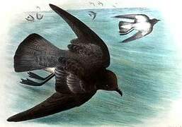 Grey-backed Storm Petrel