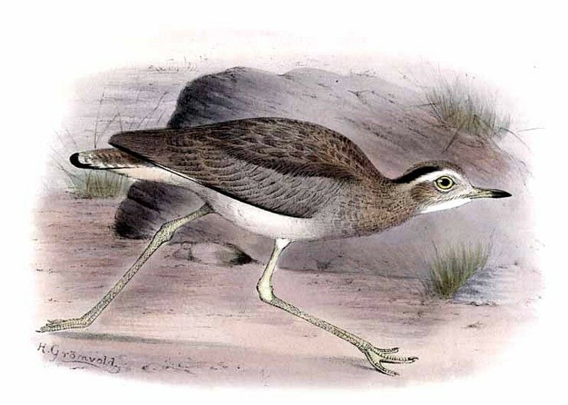 Double-striped Thick-knee