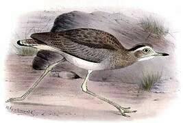 Double-striped Thick-knee