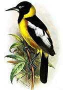 Venezuelan Troupial