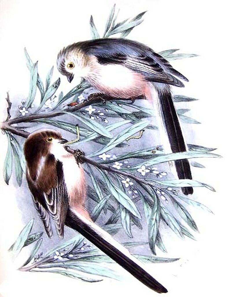 Long-tailed Tit