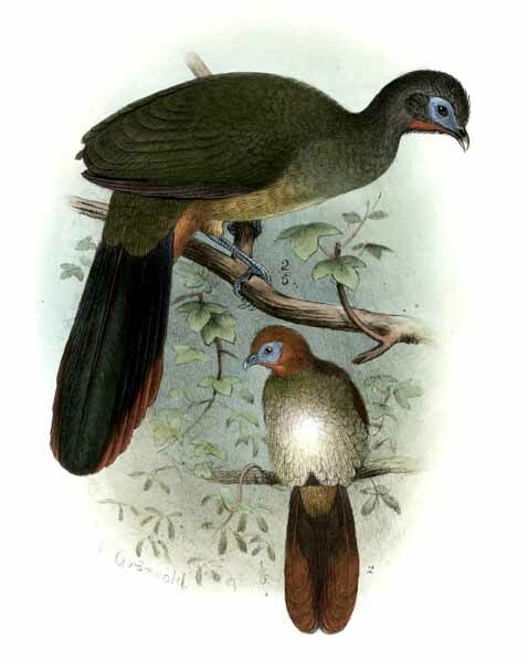 Rufous-vented Chachalaca