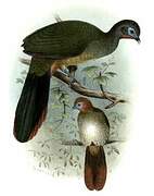 Rufous-vented Chachalaca