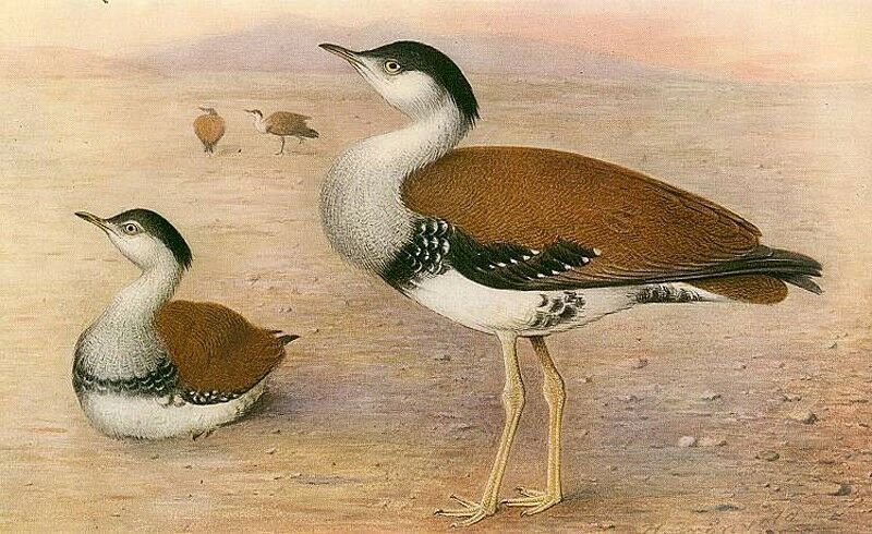 Great Indian Bustard