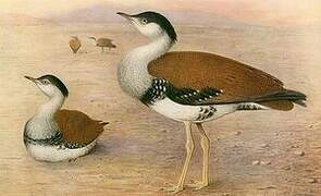 Great Indian Bustard