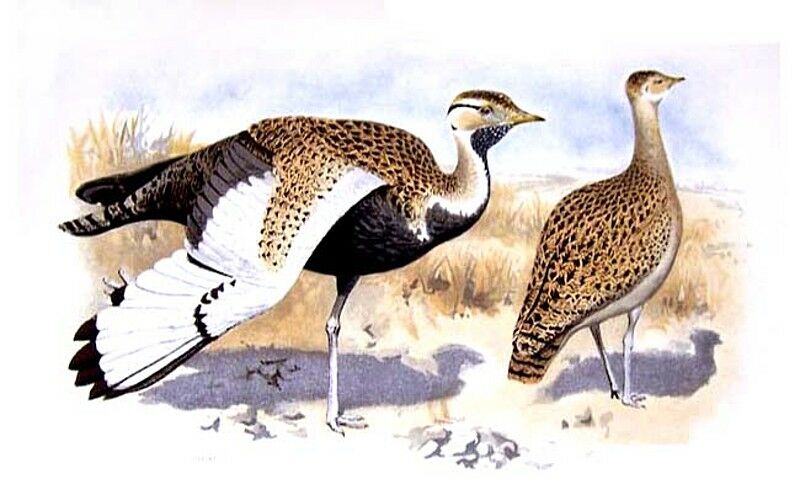 Black-bellied Bustard