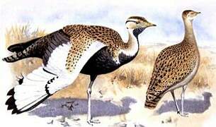 Black-bellied Bustard