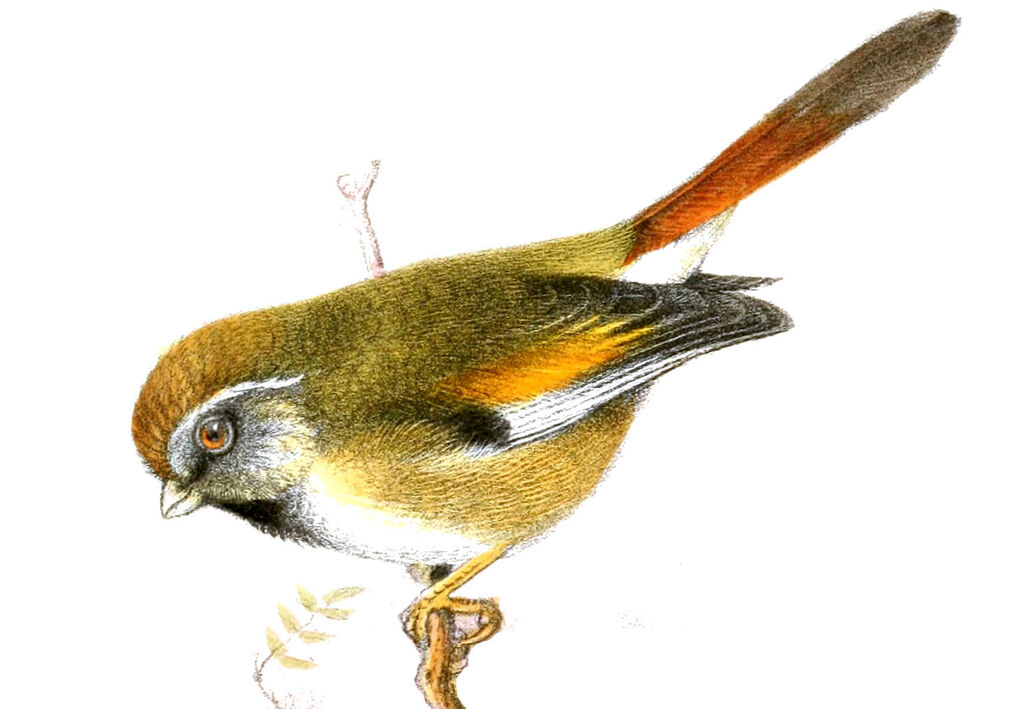 Golden Parrotbill