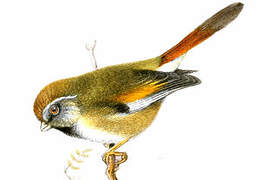 Golden Parrotbill