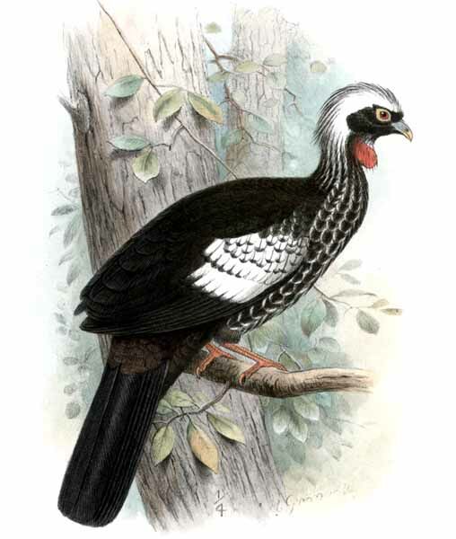 Black-fronted Piping Guan