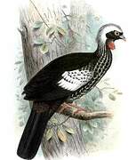 Black-fronted Piping Guan