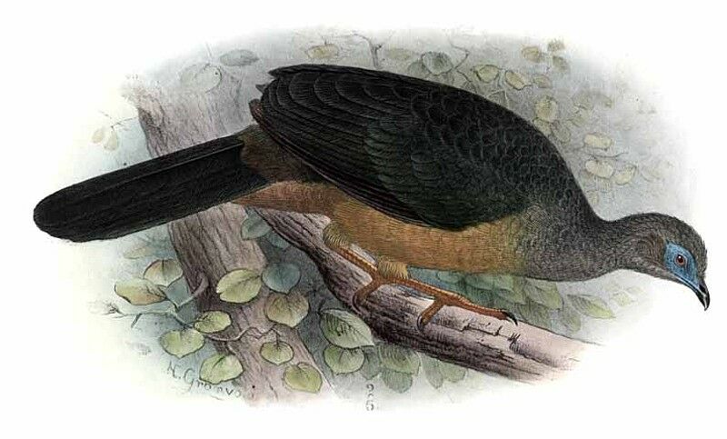 Sickle-winged Guan