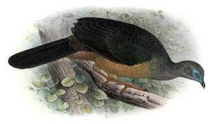 Sickle-winged Guan