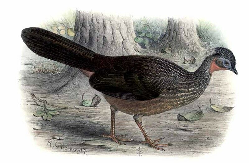 Crested Guan