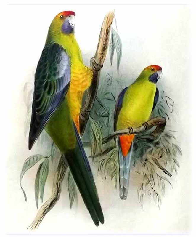 Green Rosella