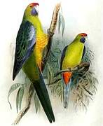 Green Rosella