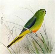 Orange-bellied Parrot