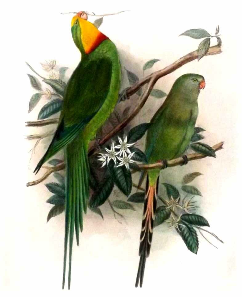 Superb Parrot