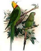 Superb Parrot