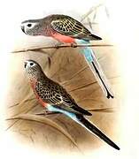 Bourke's Parrot