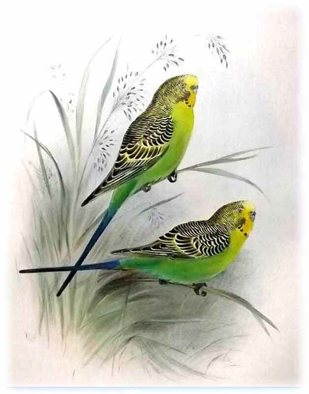 Budgerigar