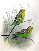 Budgerigar