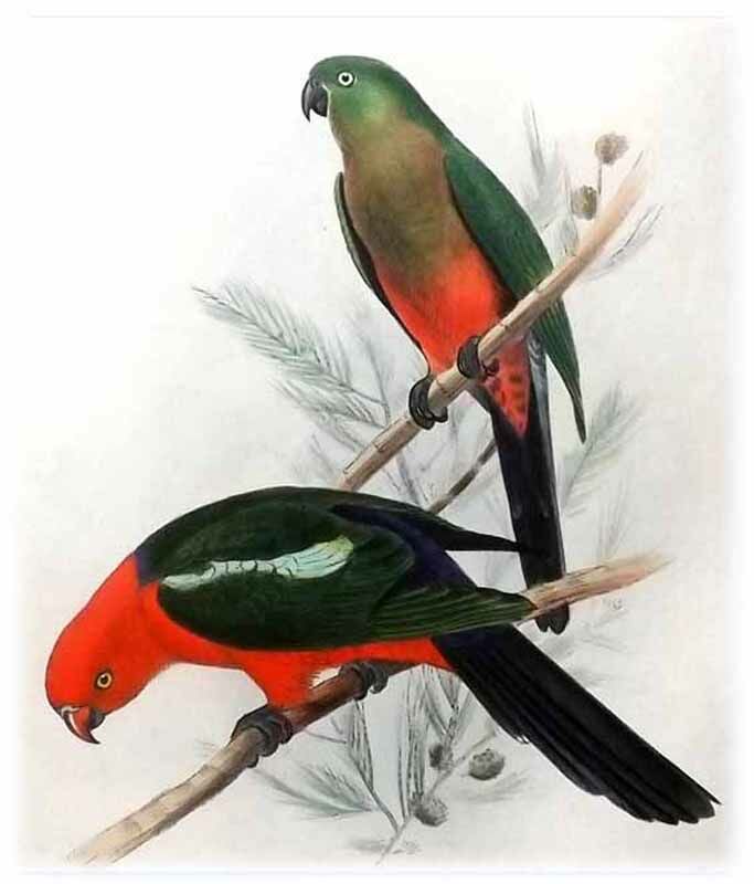 Australian King Parrot