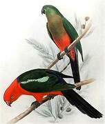 Australian King Parrot