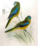 Turquoise Parrot