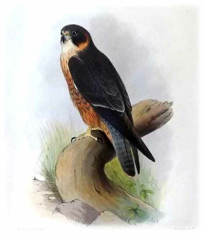 Australian Hobby