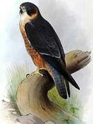 Australian Hobby