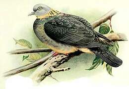 Ashy Wood Pigeon