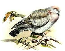 Yellow-eyed Pigeon