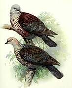 Speckled Wood Pigeon